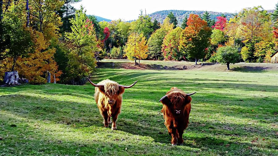 Scottish Highland Cattle - New Hampshire Fall Foliage Photograph by Joseph Hendrix