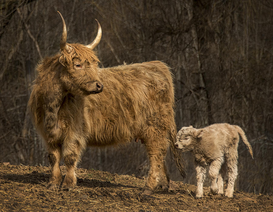 Scottish Highland Cattle Photograph by Phil Cardamone