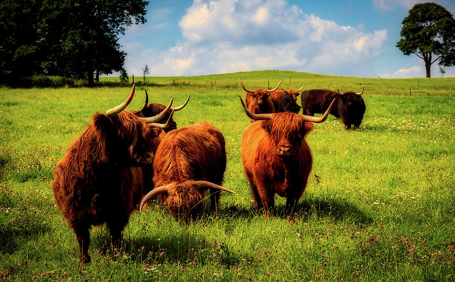 Scottish Highland Cattle Photograph by Mountain Dreams