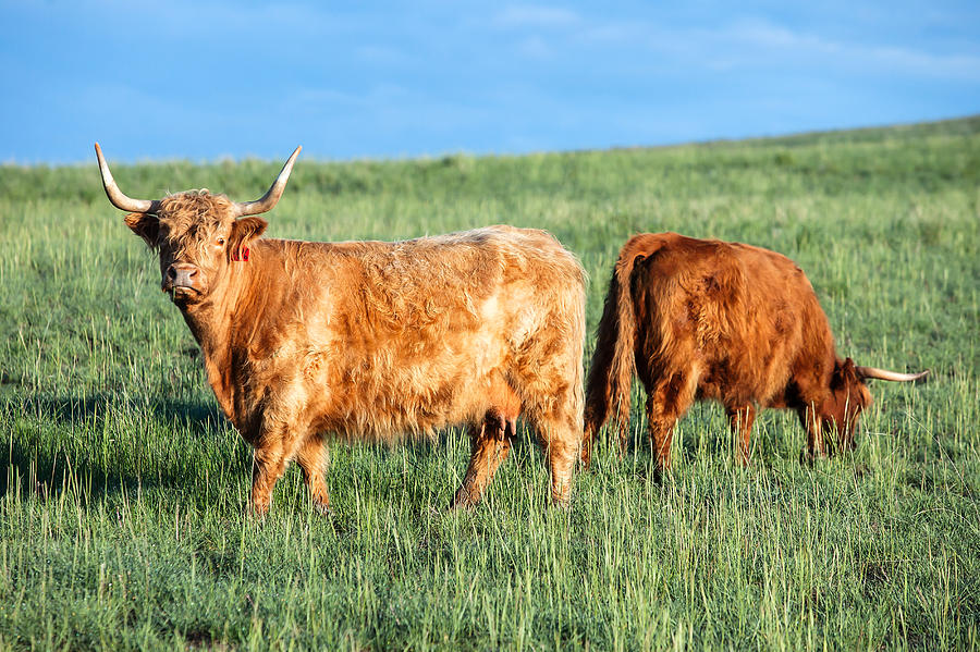 Scottish Highland Cattle Photograph by Todd Klassy