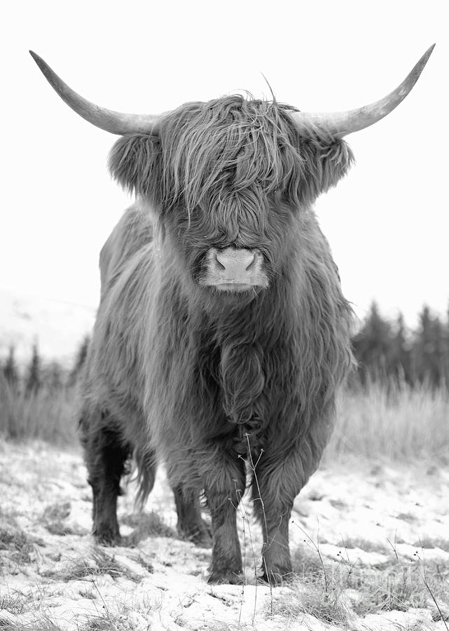 Scottish Highland Coo - Monochrome Photograph by Maria Gaellman