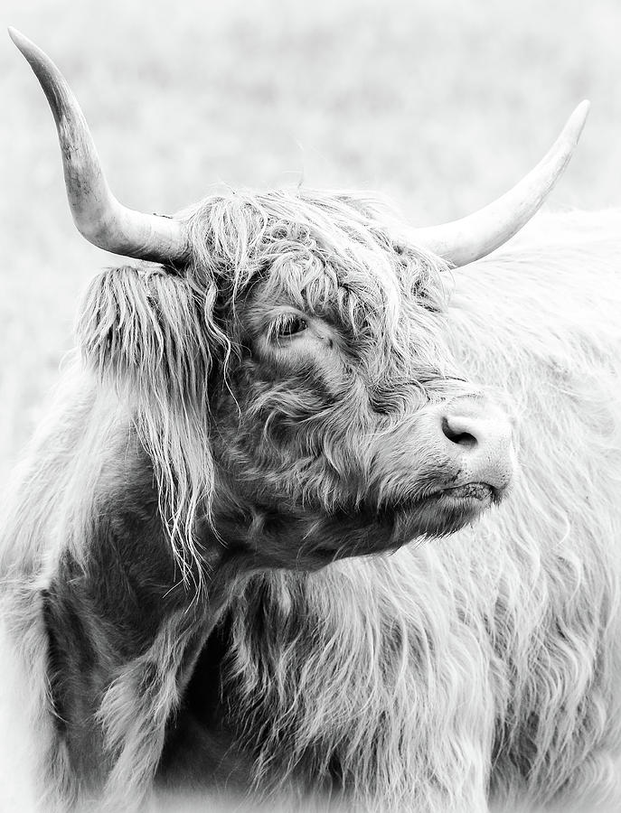 Scottish Highland Cow BW 1 Photograph by Athena Mckinzie