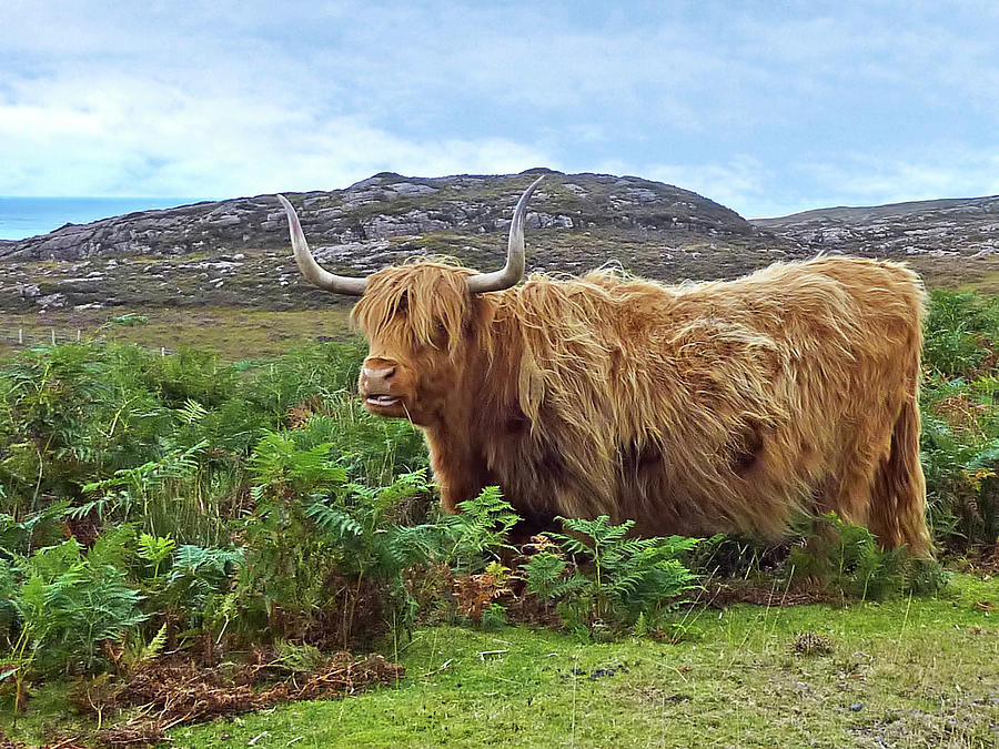 Animal Photograph - Scottish Highland Cow by Gill Billington