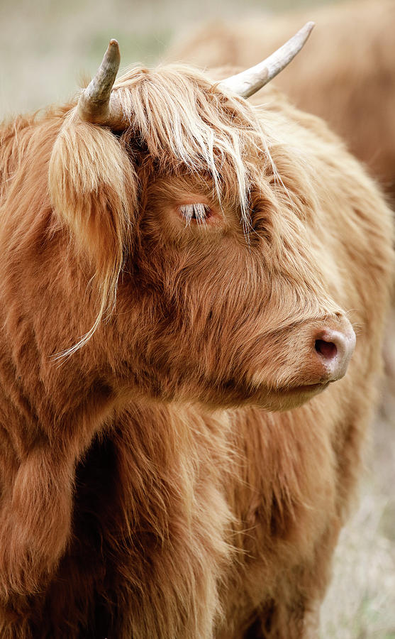 Scottish Highland Cow III Photograph by Athena Mckinzie