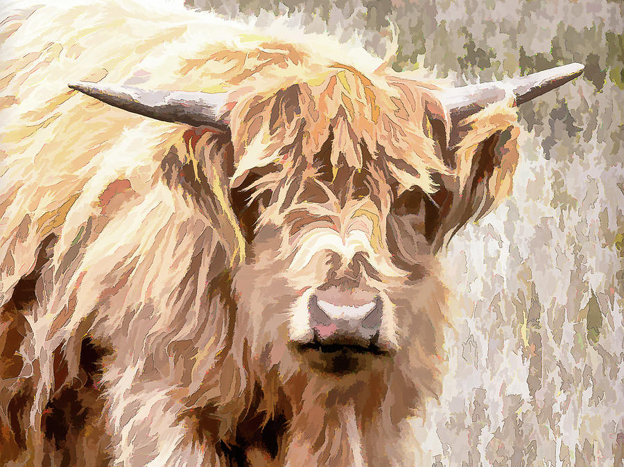 Scottish Highland Cow Photograph by Jennifer Grossnickle