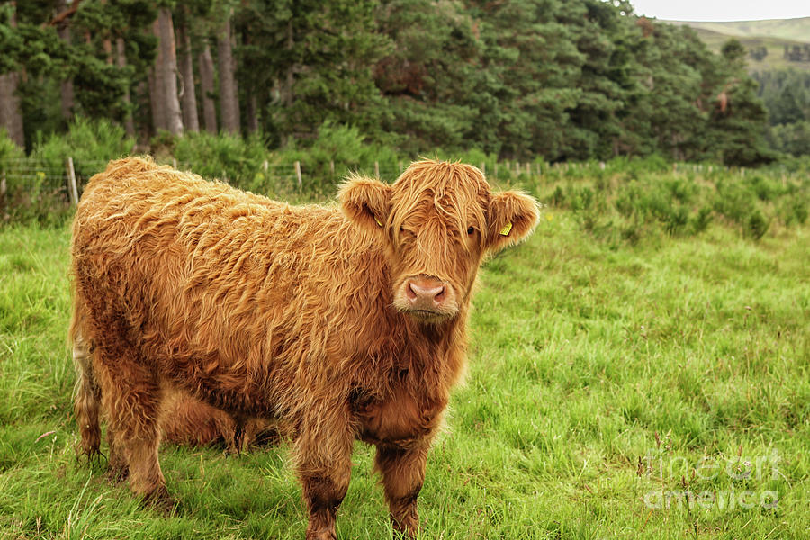 Scottish Highland cow Photograph by Patricia Hofmeester