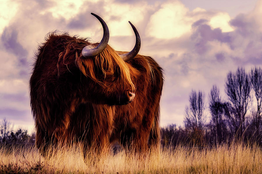 Unique Photograph - Scottish Highland Cow by Mountain Dreams