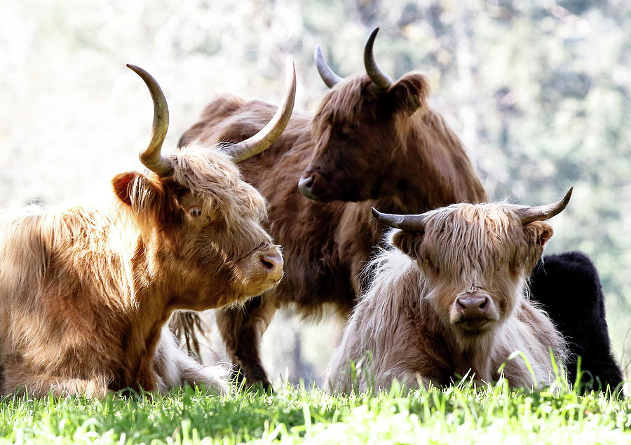 Scottish Highland Long-Haired Cattle Photograph by Athena Mckinzie