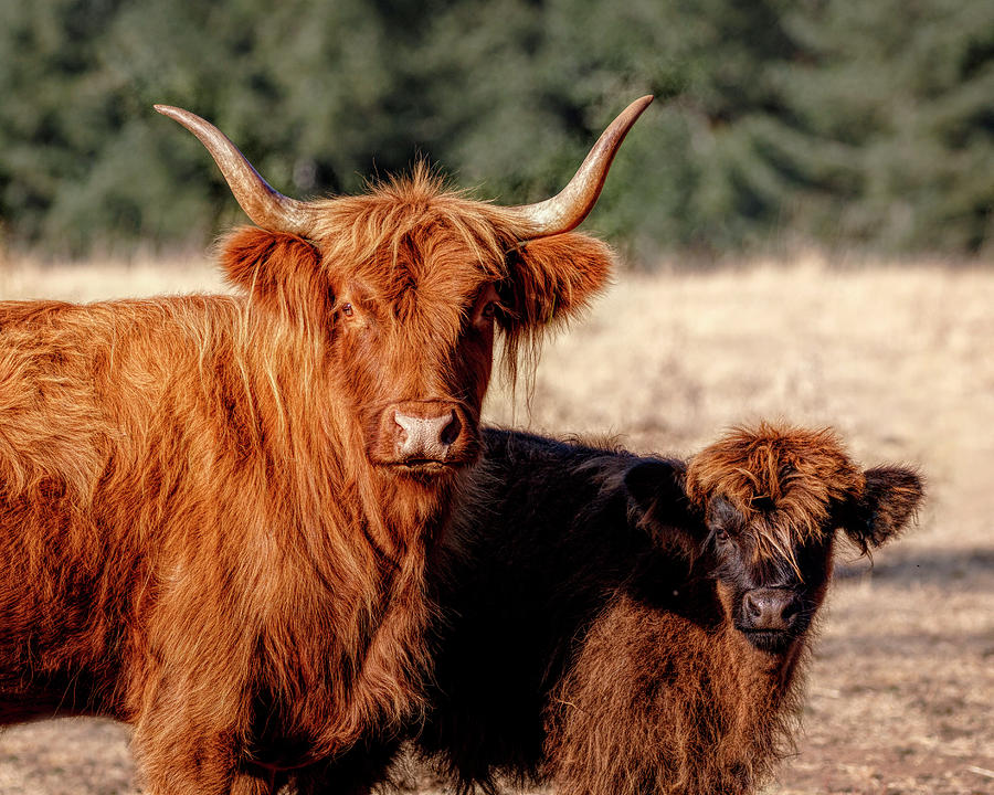 Prehistoric Photograph - Scottish Highland Momma and Baby by Wes and Dotty Weber