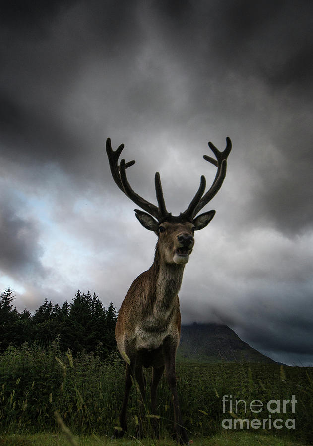 Deer Photograph - Scottish Highland Stag by Keith Thorburn LRPS EFIAP CPAGB