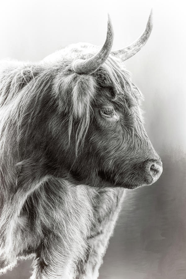 Scottish Highlander Black and White Photograph by Wes and Dotty Weber