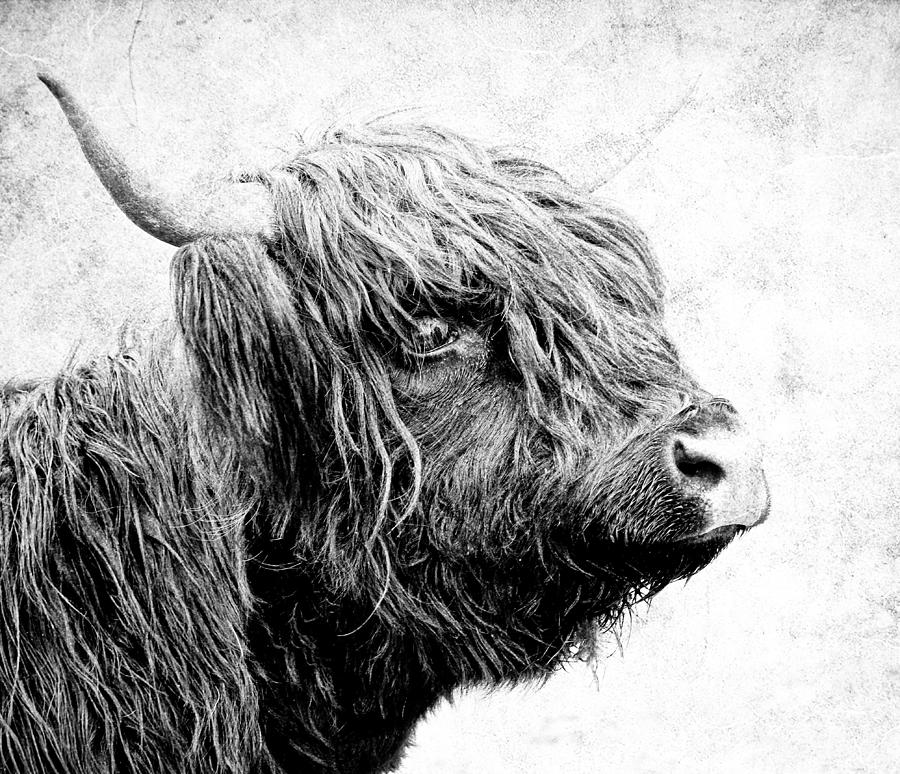 Scottish Highlander Cow Photograph