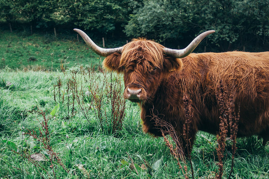 Scottish Highlander Photograph by Pati Photography - Fine Art America