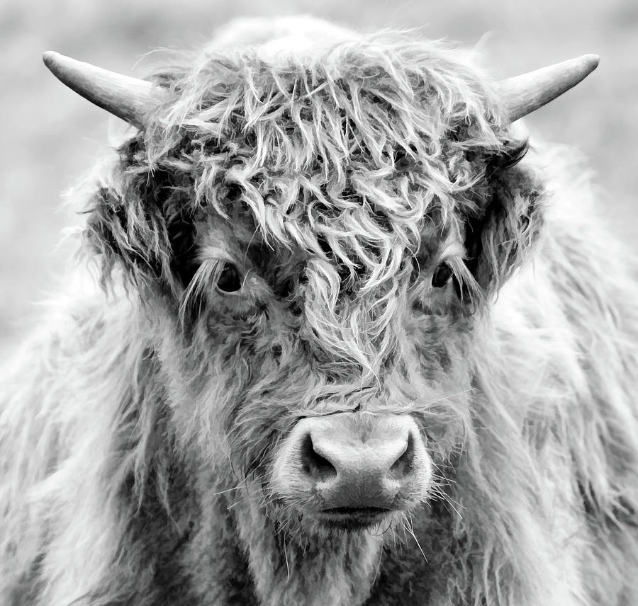Scottish Highlander Sprouting Horns Photograph by Athena Mckinzie
