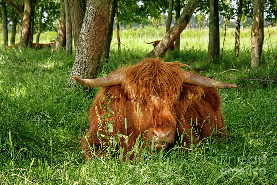 Highland cow Photograph by Patricia Hofmeester