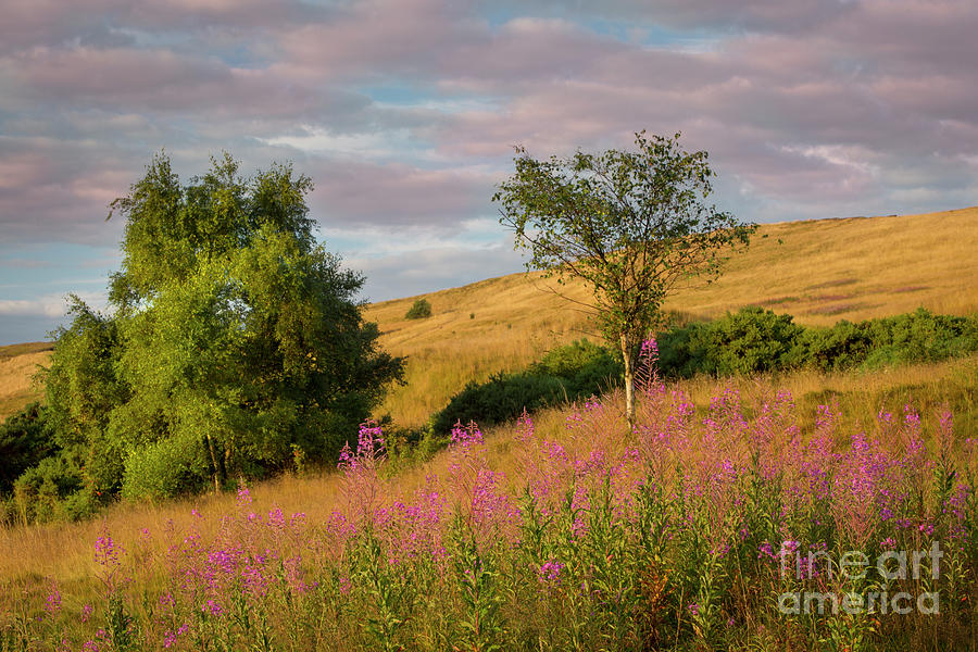 Flower Photograph - Scottish Hillside by Brian Jannsen