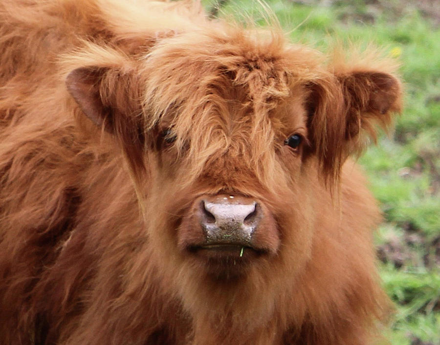 Scottish Lad Photograph by Susie Gordon - Fine Art America