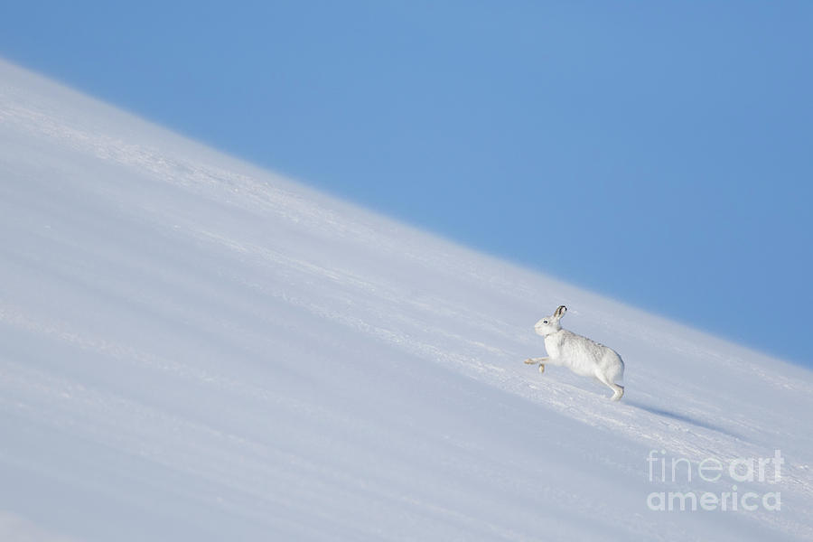 Scottish Mountain Hare Photograph by Arterra Picture Library
