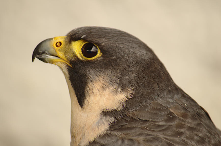 Scottish Peregrine Falcon Portrait Photograph by Adrian Wale
