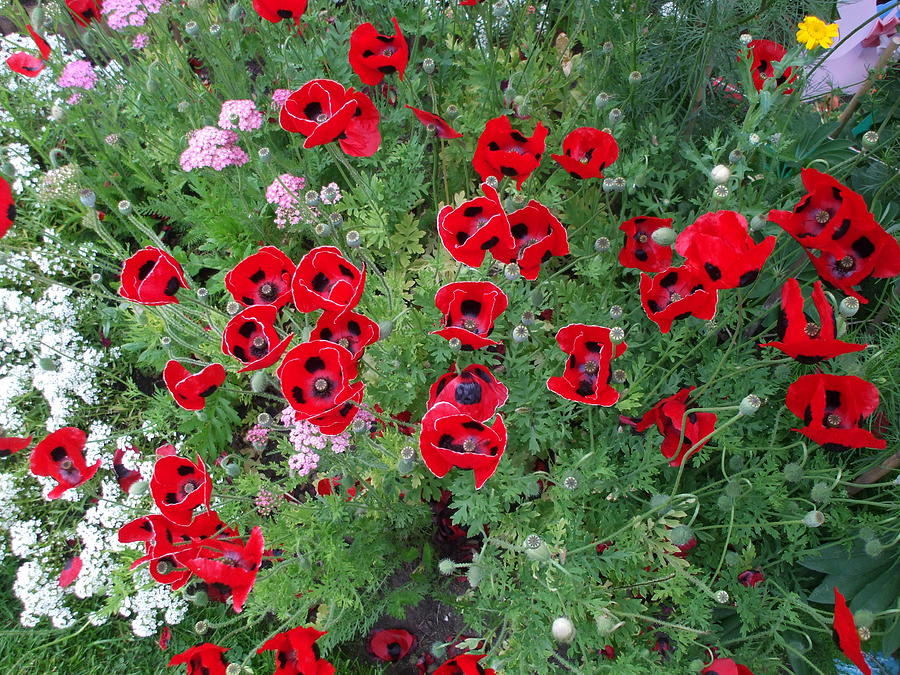 Scottish Poppies Photograph By Lisa Collinsworth - Fine Art America