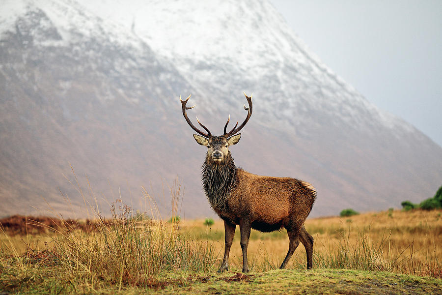 Stag Photograph - Scottish Red Deer Stag - Glencoe-2 by Grant Glendinning