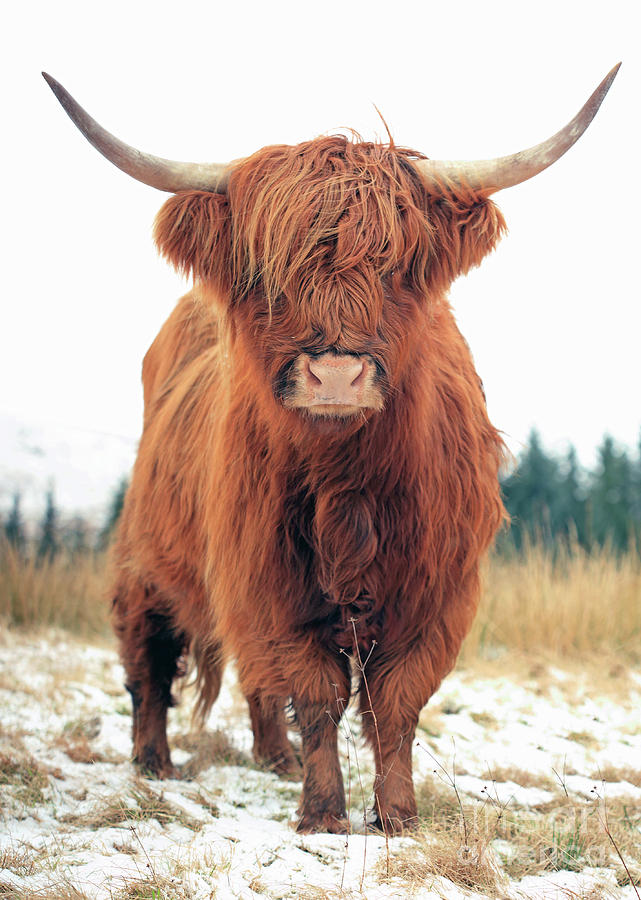 Scottish Red Highland Coo Photograph by Maria Gaellman