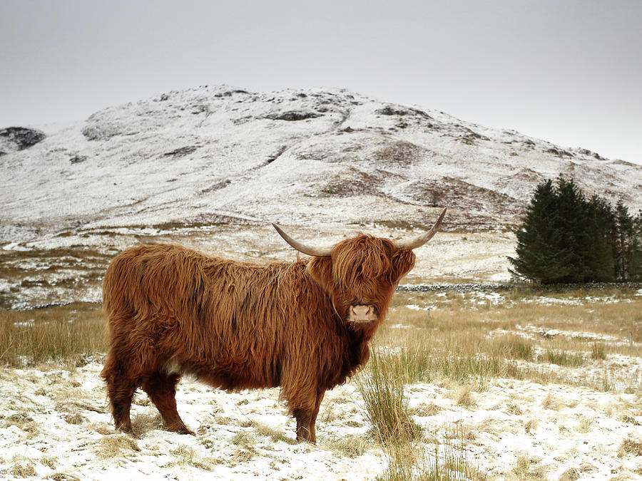 Scottish Red Highland Cow amongst Wintry hills Photograph by Maria Gaellman