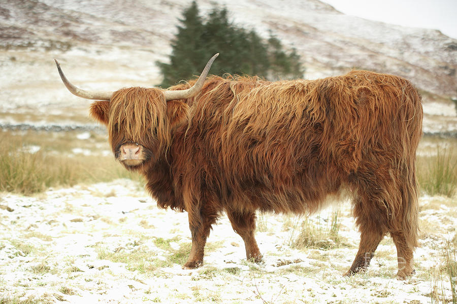 https://images.fineartamerica.com/images/artworkimages/mediumlarge/1/scottish-red-highland-cow-in-winter-maria-gaellman.jpg