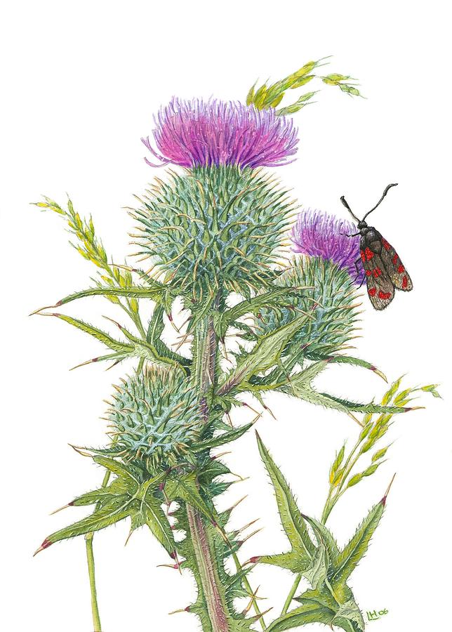 Scottish Spear Thistle Painting by Lynne Henderson