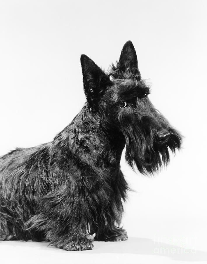 Scottish Terrier Photograph by H Armstrong Roberts and ClassicStock
