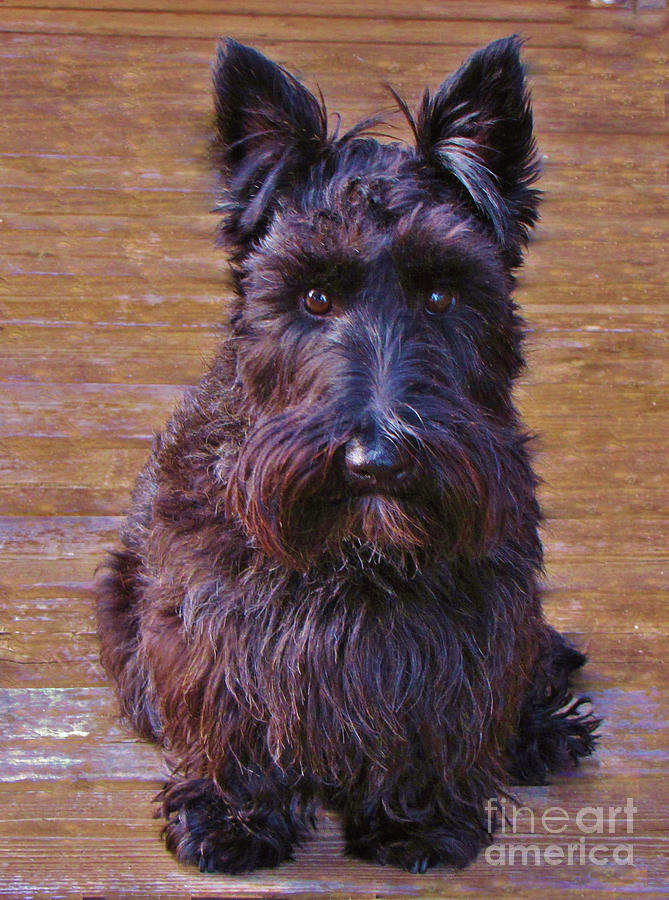 Scottish Terrier Photograph by Michele Penner