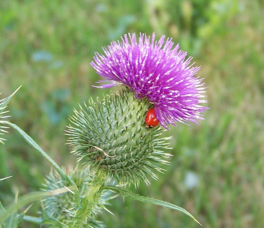 Ladybug Photograph - Scottish Thistle and Lady Bug by Deborah Selib-Haig