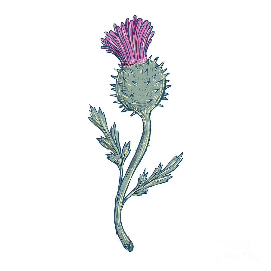 Scottish Thistle Drawing Digital Art by Aloysius Patrimonio Pixels