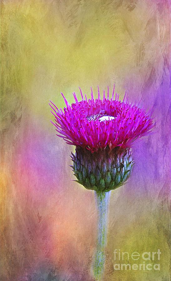 Scottish Thistle Photograph by Judi Bagwell