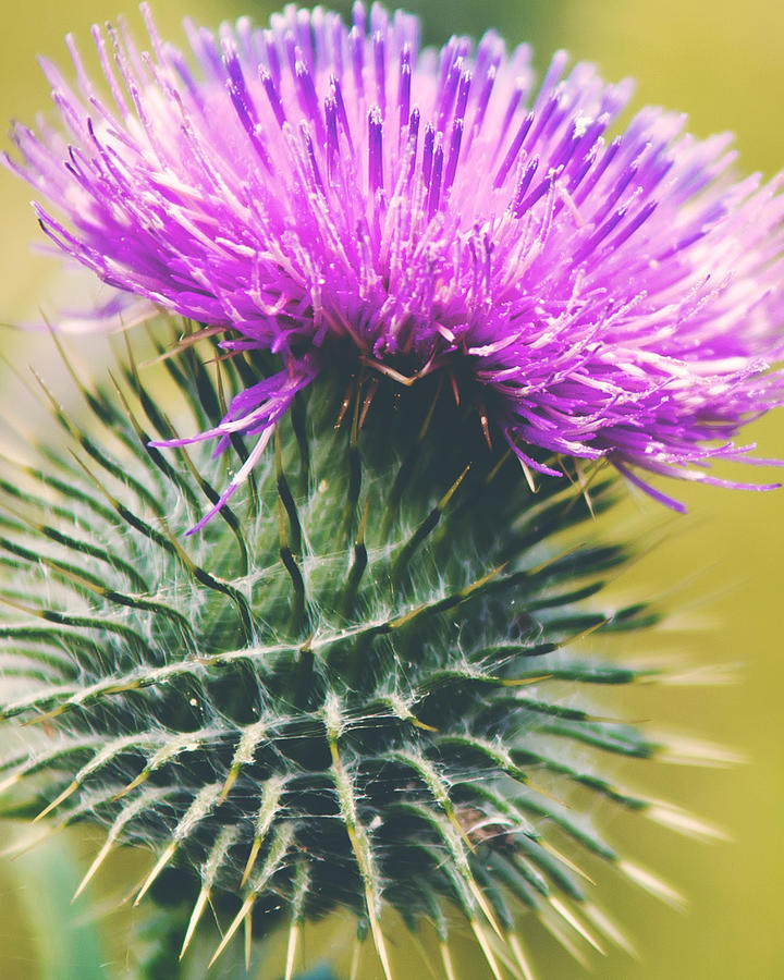 Scottish Thistle Photograph by Ray Devlin