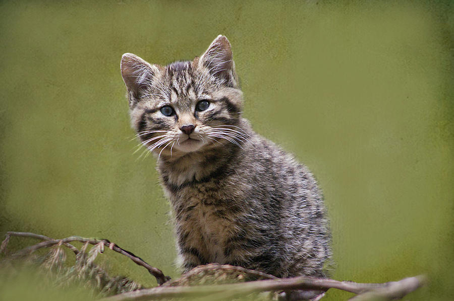 Kitten Photograph - Scottish Wildcat Kitten by Jacqi Elmslie