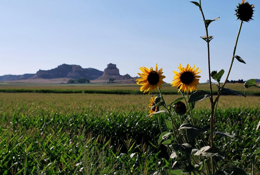 Nature Photograph - Scotts Bluff Nebraska Sunflower Landscape View by Matt Quest