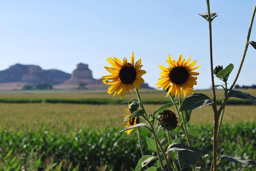Nature Photograph - Scotts Bluff Nebraska Sunflower View by Matt Quest