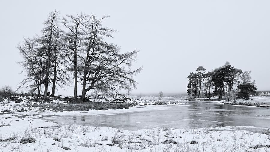 Winter Photograph - Scotts Pines by Stephen Taylor