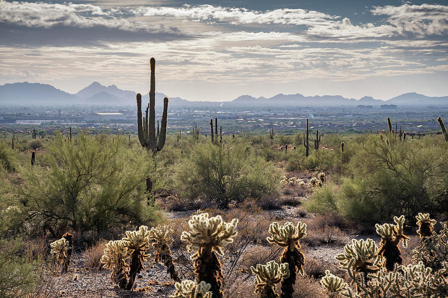 Scottsdale Arizona Photograph by David Hart