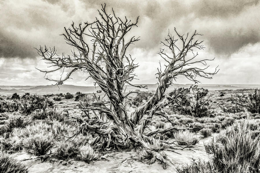 National Parks Digital Art - Scraggly Tree BW by Lisa Lemmons-Powers