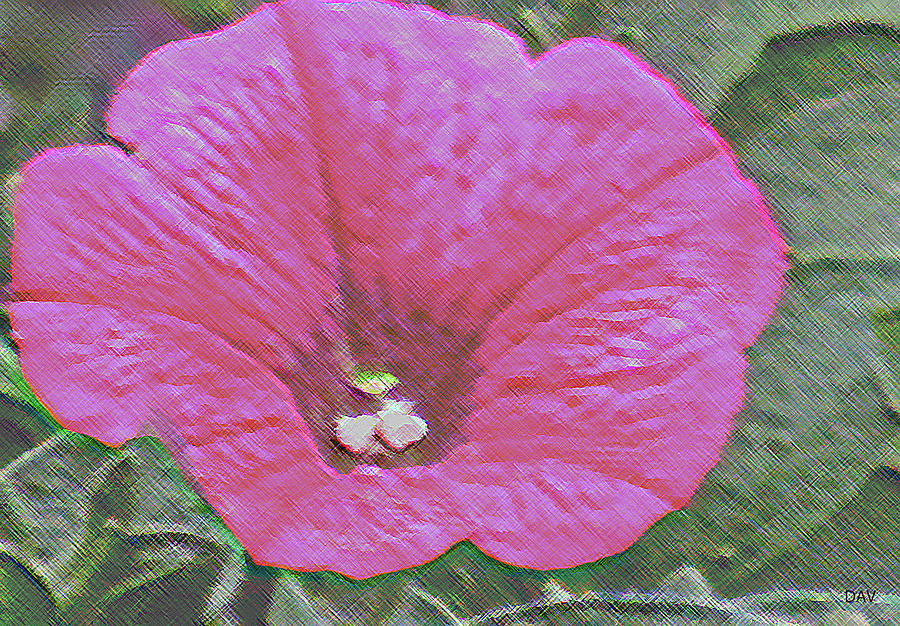 Red Flower Photograph - Scratch Petunia by Debra     Vatalaro