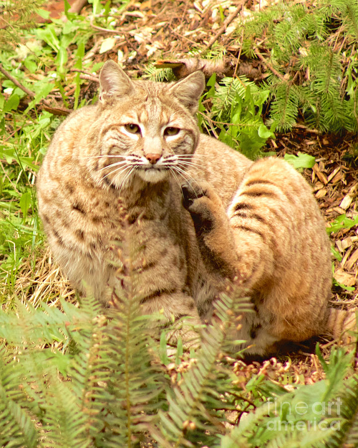 Scratch That Bobcat Photograph by Sean Griffin