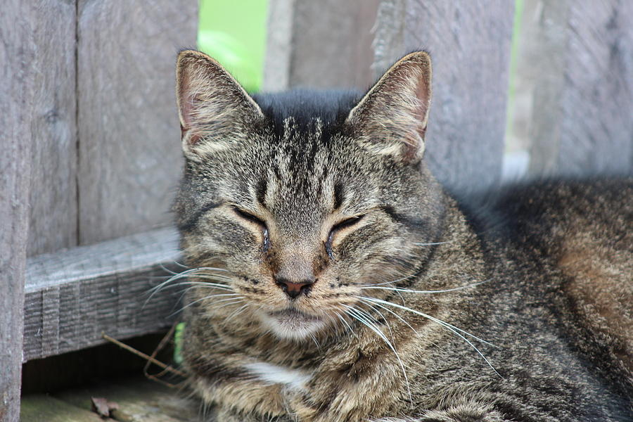 Scratch, the cat Photograph by Nita Strawn - Fine Art America