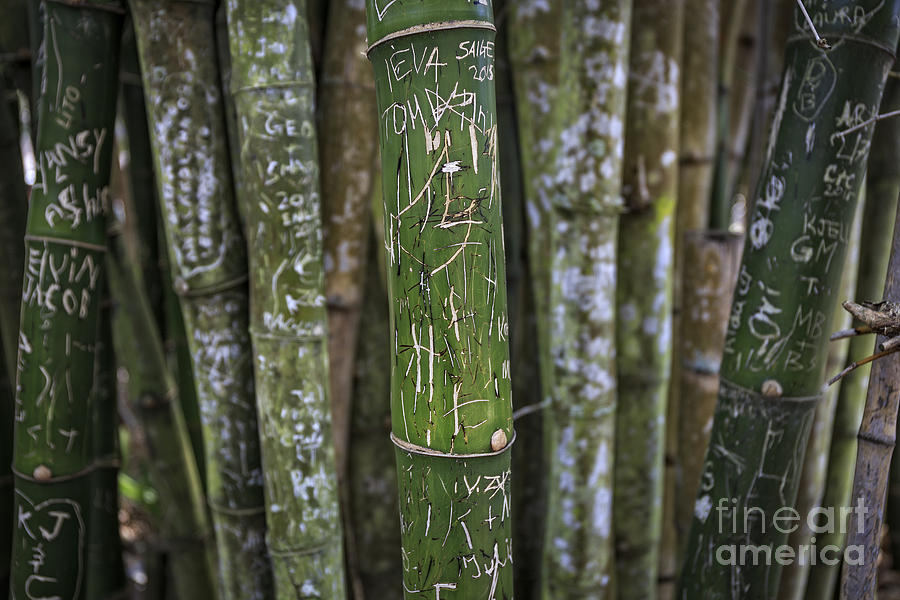 Scratched Bamboo Photograph by Edward Fielding