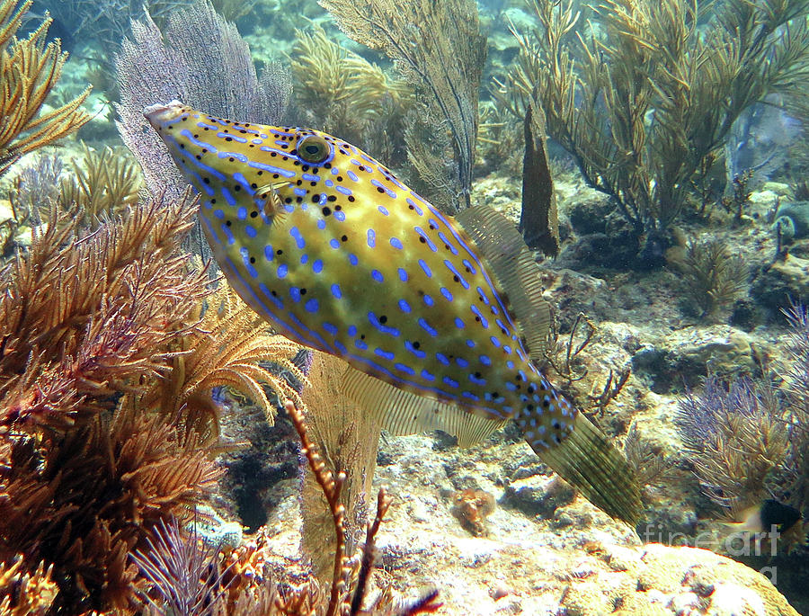 Scrawled Filefish 3 Photograph by Daryl Duda