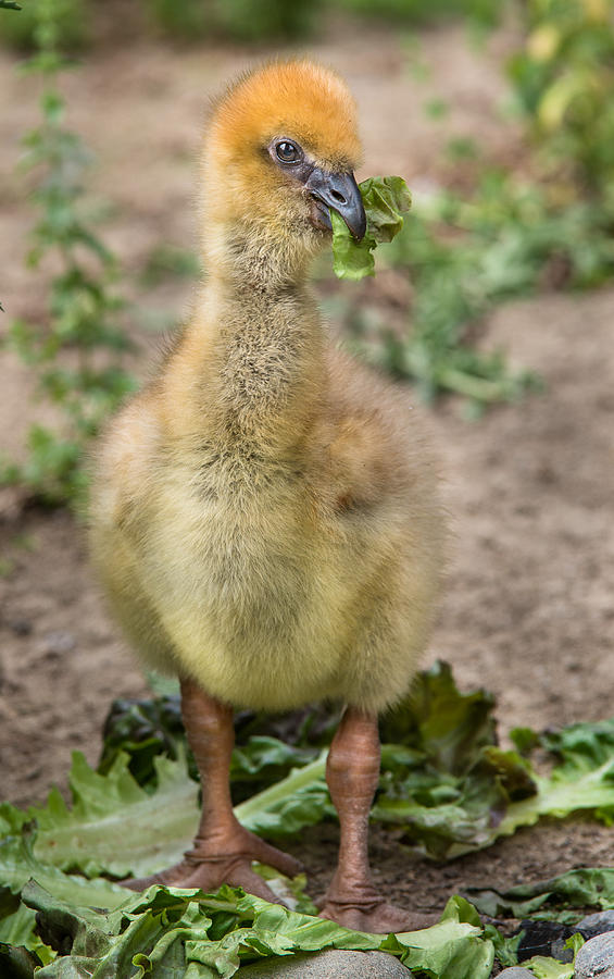 Screamer Chicking Eating his Spinach Photograph by Greg Nyquist
