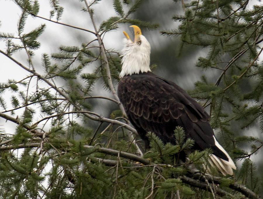 Eagle Photograph - Screamin Eagle by Randy Hall