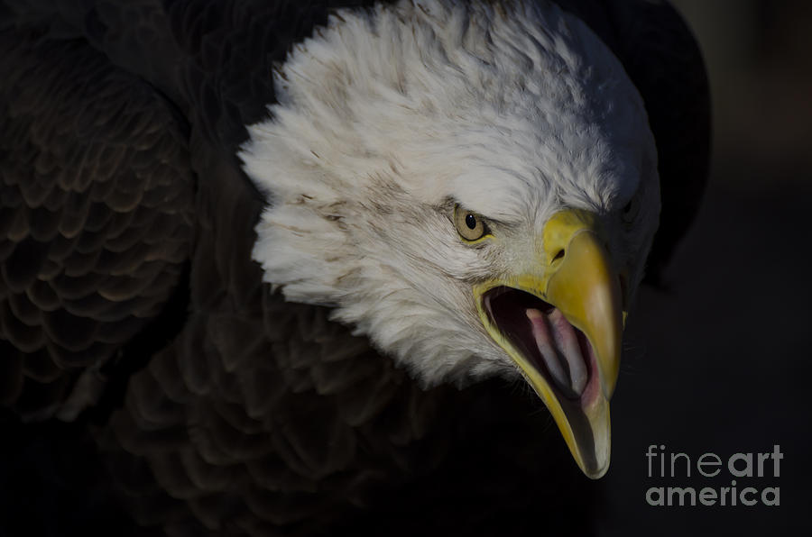 Screaming Eagle Photograph by Andrea Silies