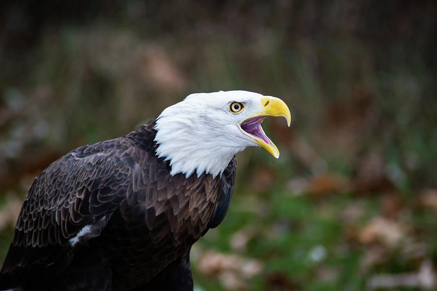 Screaming Eagle Photograph by Douglas Milligan - Fine Art America